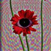 boom.animations