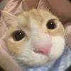 _banana_708