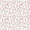 coquette_star123