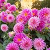 dima8248