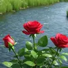 user7901085113107