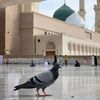 tanveer.ali715
