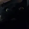 sillyseal8080