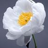 muhmmad.tanveer7