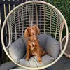 roscoe.the.sprocker
