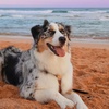 sageytheaussie