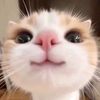 melis.sare43