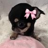 🎀__