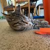 a_catlol