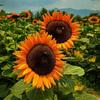 rancho_los_girasoles