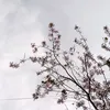 windy_528