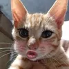 sibidibipbip