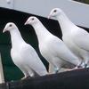 white_pigeon_77