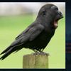 daaam_43