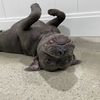 seamusthestaffy