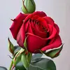 user4185951480085
