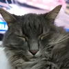 amirka813