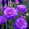 noor h