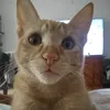 tonigamer77