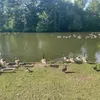 holychicken06