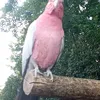 kim_fredrix