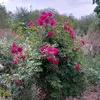 lali31991