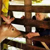 Nhung Hươu Làng Quỳnh 🦌