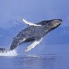 humpbackwhale_22