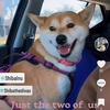 shibathediva