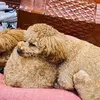 hunghaycuoi