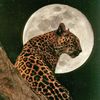 jaguar202540