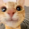 _emiucuali_