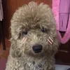 bapcute701