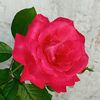 ahmedpakistani88
