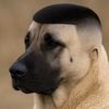 enesdurant