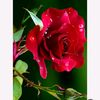 mohammed.selim401