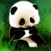 pandaa_sa