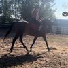 myhorseharleyx