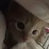 thecat.man456