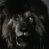 albomitafro