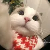 hihi22836