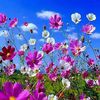 md.mahmodul.hasan798
