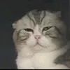 tranhaoenglishfunny