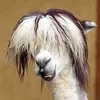 lasse2884