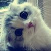 nur.sakinah54