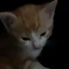 imbir.plays