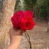 mst.sohana05