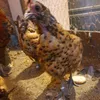 eggyofficial1