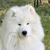 max_yan3