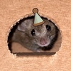 mouseinapizzabox